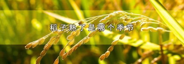稻子熟了是哪个季节