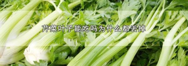 芹菜叶子能吃吗为什么都丢掉