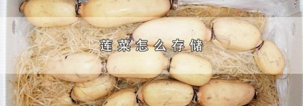 莲菜怎么存储