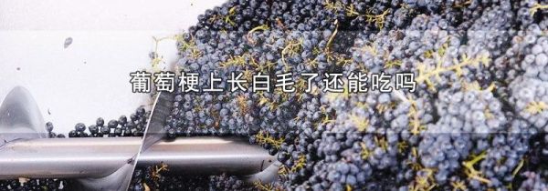 葡萄梗上长白毛了还能吃吗