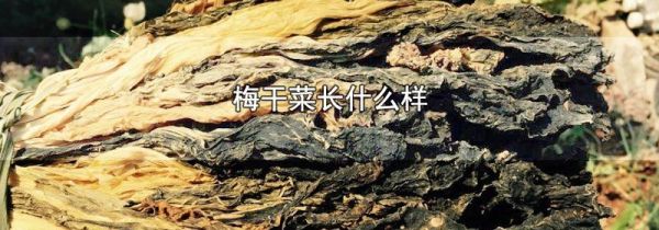 梅干菜长什么样