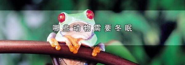 哪些动物需要冬眠