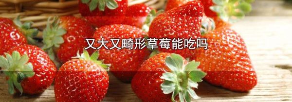 又大又畸形草莓能吃吗
