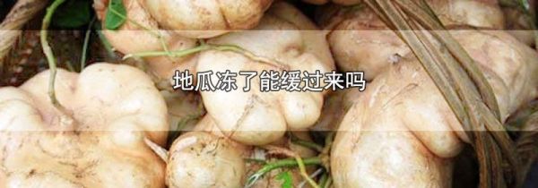 地瓜冻了能缓过来吗