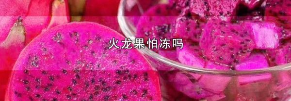 火龙果怕冻吗