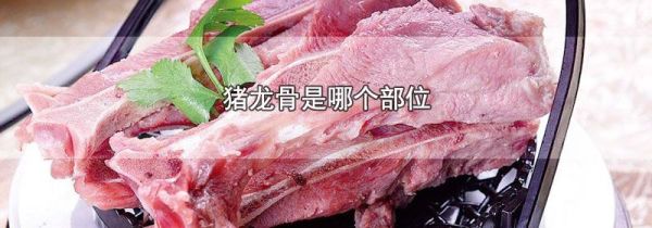 猪龙骨是哪个部位