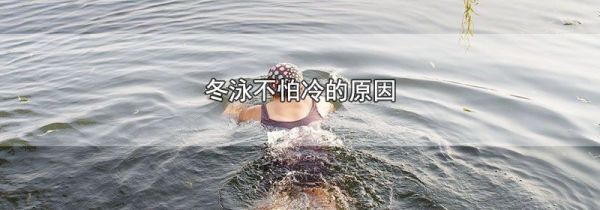 冬泳不怕冷的原因