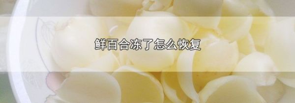 鲜百合冻了怎么恢复