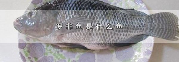 罗非鱼是什么鱼