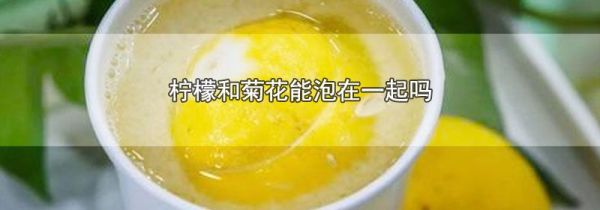 柠檬和菊花能泡在一起吗