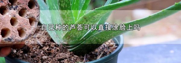 自己种的芦荟可以直接涂脸上吗