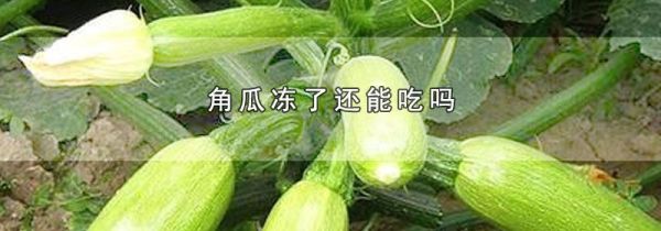 角瓜冻了还能吃吗
