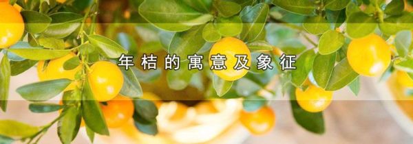 年桔的寓意及象征