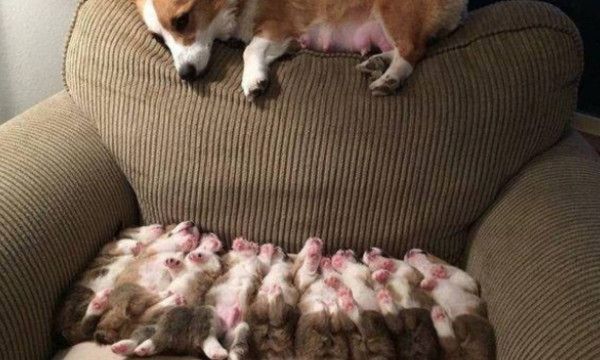 喜当爹有几种意思