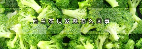 西兰花顶发紫怎么回事