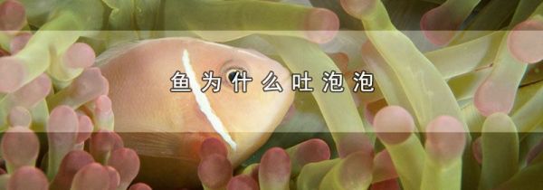 鱼为什么吐泡泡
