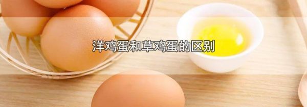 洋鸡蛋和草鸡蛋的区别