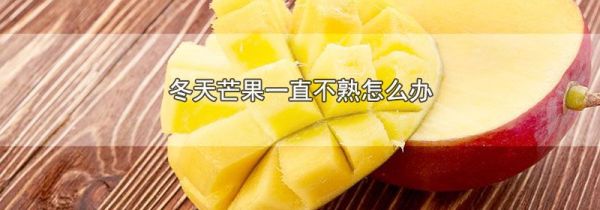 冬天芒果一直不熟怎么办