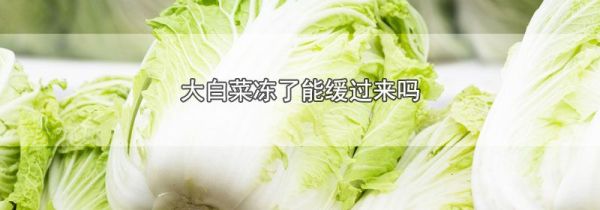 大白菜冻了能缓过来吗