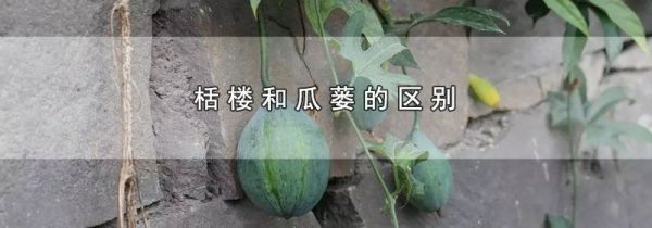 栝楼和瓜蒌的区别