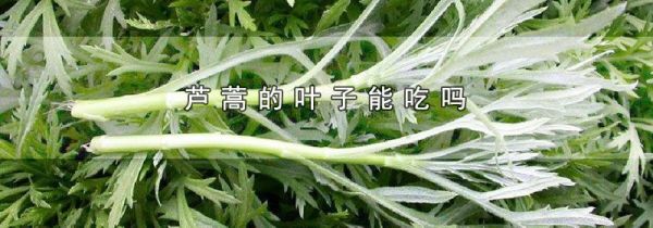 芦蒿的叶子能吃吗