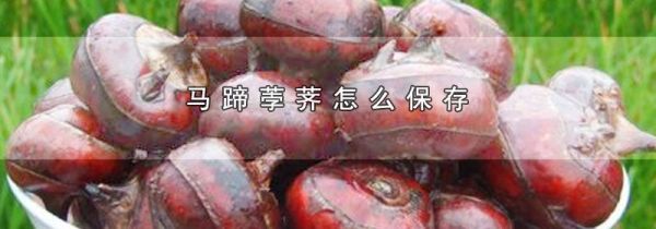 马蹄荸荠怎么保存