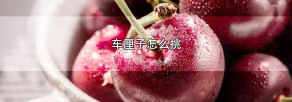 车厘子怎么挑
