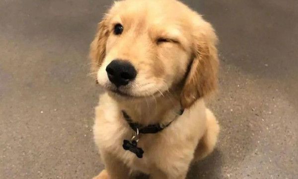 为什么说建国后动物不能成精的事