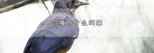 鸟嘴为什么叫喙