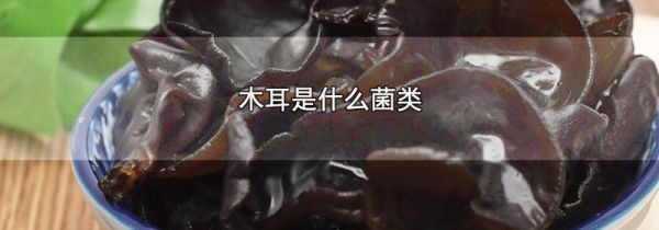 木耳是什么菌类