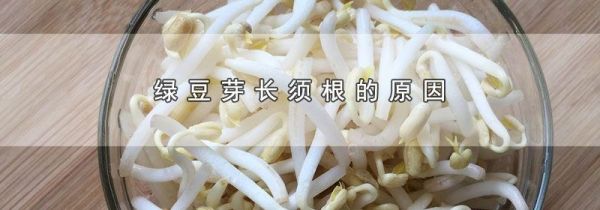 绿豆芽长须根的原因