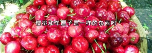 樱桃和车厘子是一样的东西吗