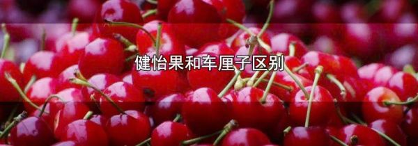 健怡果和车厘子区别