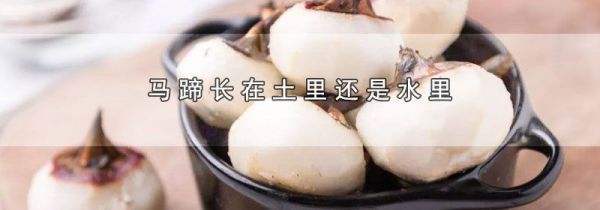马蹄长在土里还是水里