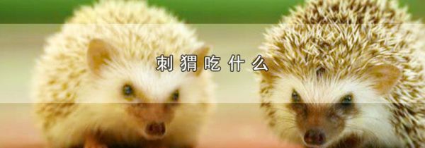 刺猬吃什么