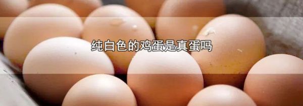 纯白色的鸡蛋是真蛋吗
