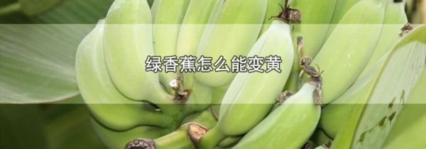 绿香蕉怎么能变黄