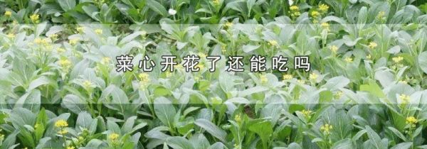 菜心开花了还能吃吗