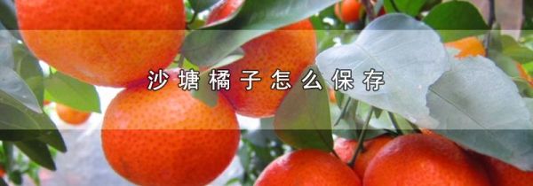 沙塘橘子怎么保存