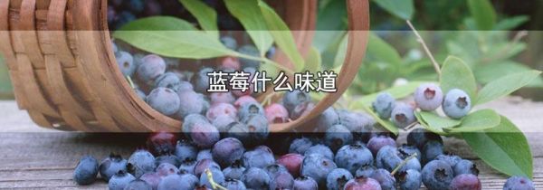 蓝莓什么味道