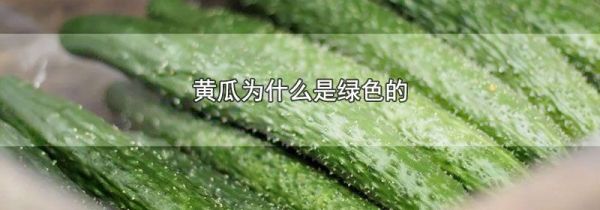 黄瓜为什么是绿色的