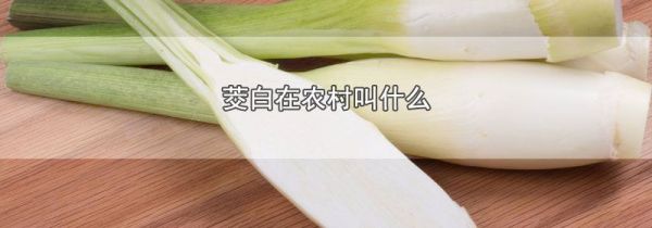 茭白在农村叫什么