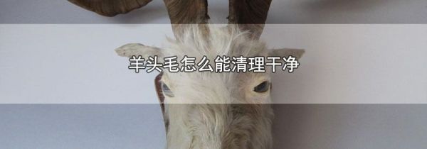 羊头毛怎么能清理干净