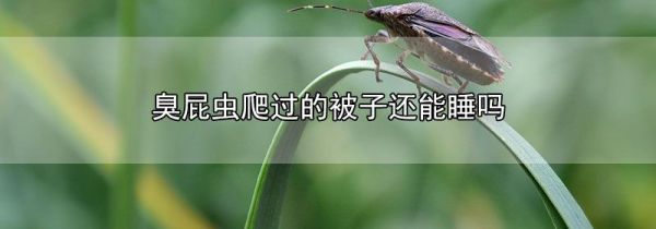 臭屁虫爬过的被子还能睡吗