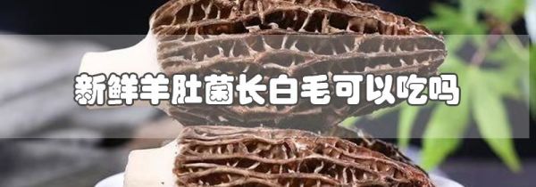 新鲜羊肚菌长白毛可以吃吗