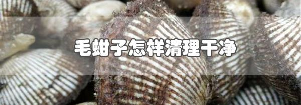 毛蚶子怎样清理干净