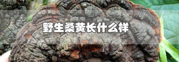 野生桑黄长什么样