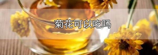菊花可以吃吗