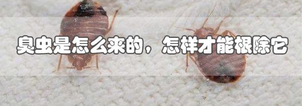 臭虫是怎么来的,怎样才能根除它
