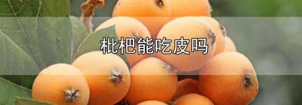 枇杷能吃皮吗